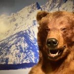 img-reading-public-museum-animal-1