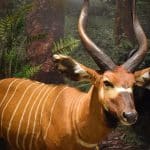 img-reading-public-museum-animal-2