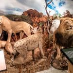img-reading-public-museum-animal-4