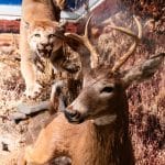 img-reading-public-museum-animal-5