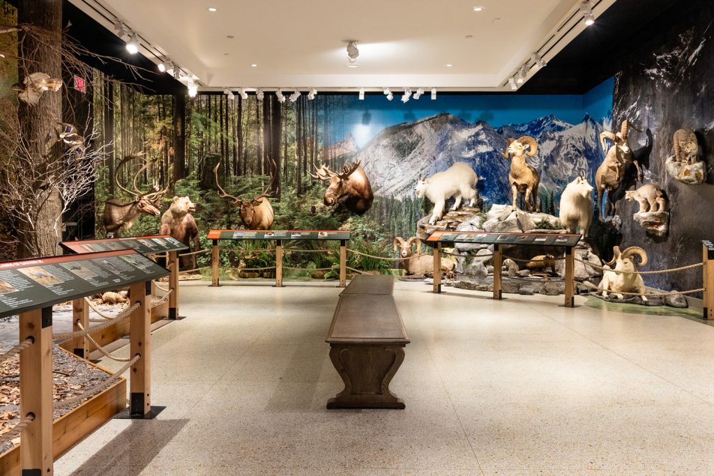 img-reading-public-museum-animal-6-featured