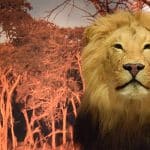 img-reading-public-museum-permanent-animal-habitats